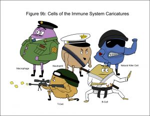 c89-Fig 9b Cells Caricature_C-Website.jpg